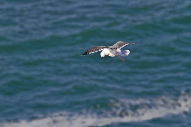 Gull Preening In Flight